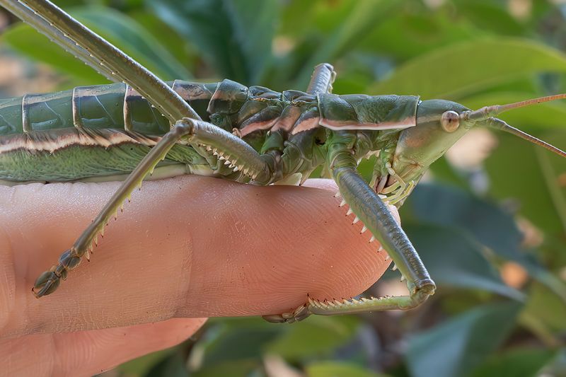 Tettigoniidae - Saga pedo